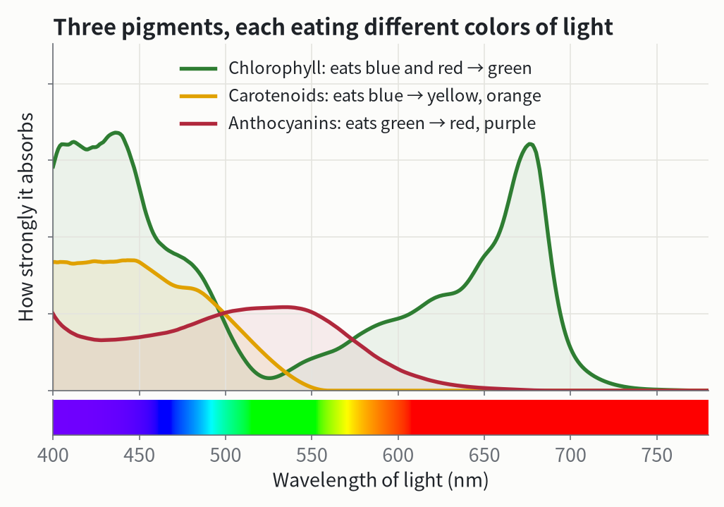 What each pigment absorbs. The horizontal axis is the wavelength of light; the strip below shows the matching color.