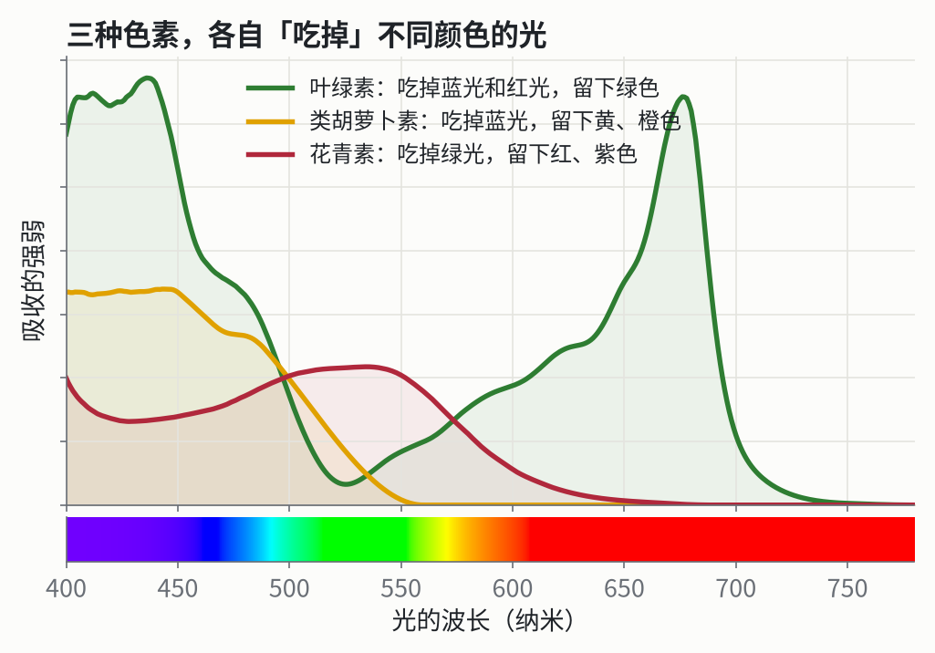 三种色素各自吸收的光。横轴是光的波长，下面的彩条是对应的颜色。