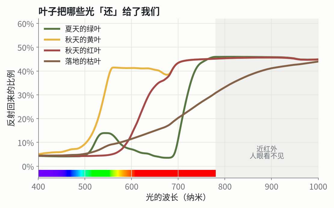 四种叶子反射回来的光。每条线的颜色，就是按这条曲线算出来的、人眼看到的颜色。
