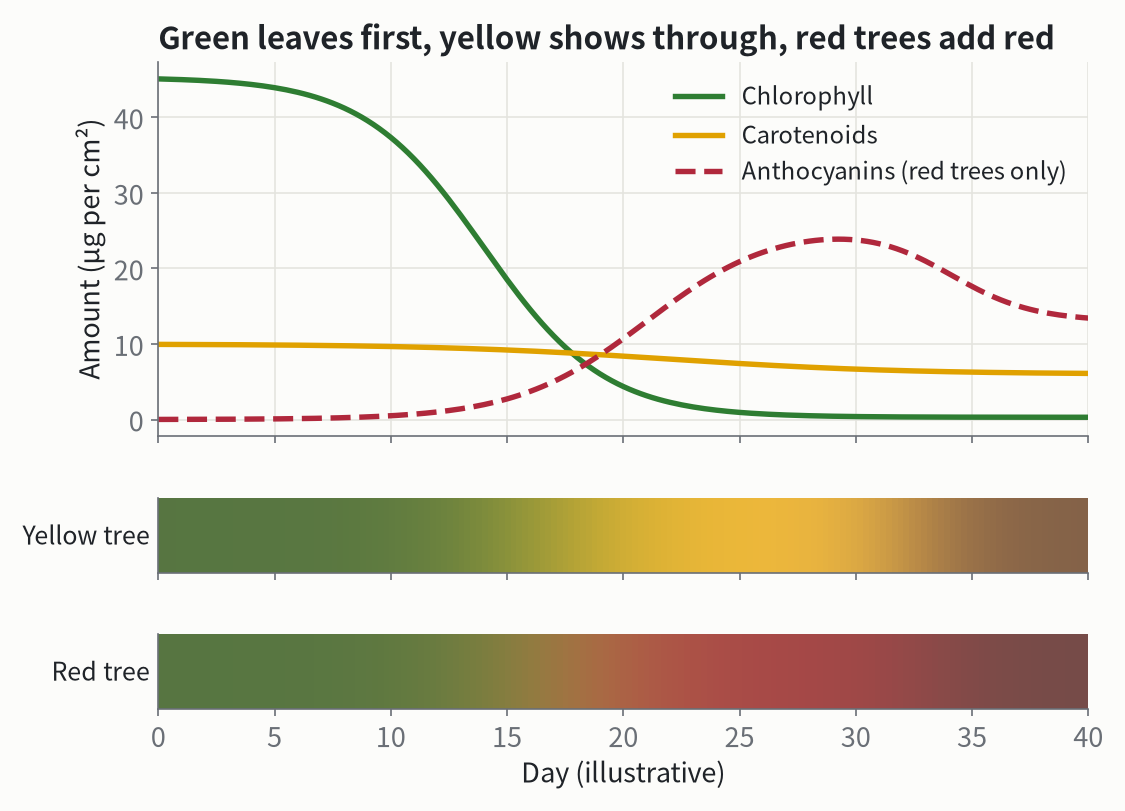 Top: the amount of each pigment in a leaf over time (illustrative). Bottom: the leaf color computed from those amounts.