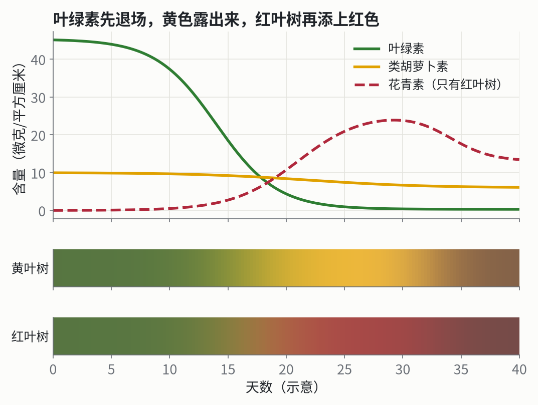 上：一片叶子里三种色素的含量随时间变化（示意）。下：按这些含量算出来的叶子颜色。