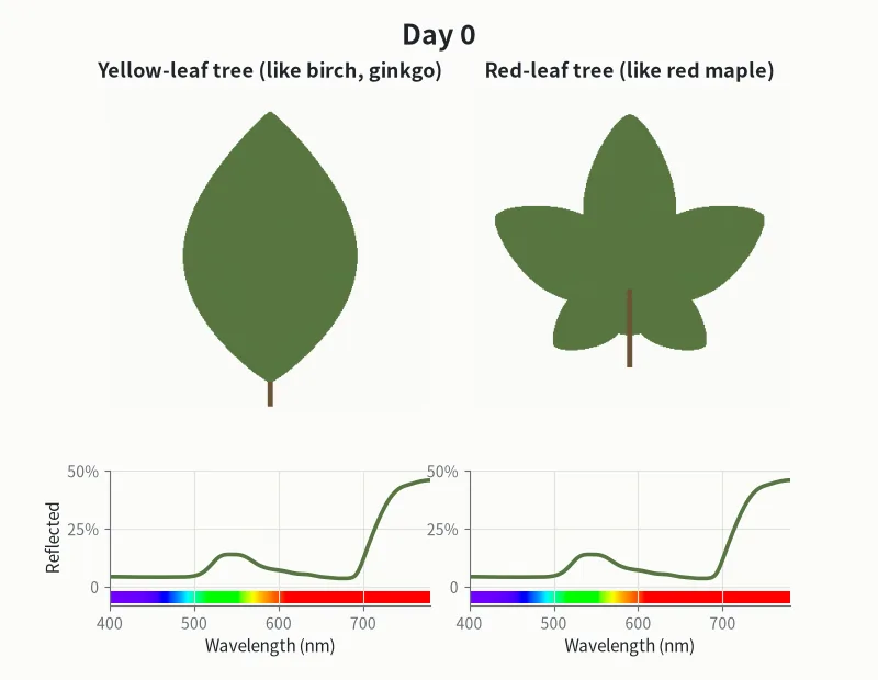 Two leaves over forty days (simulated, illustrative). The curve below each leaf is the light it reflects that day.