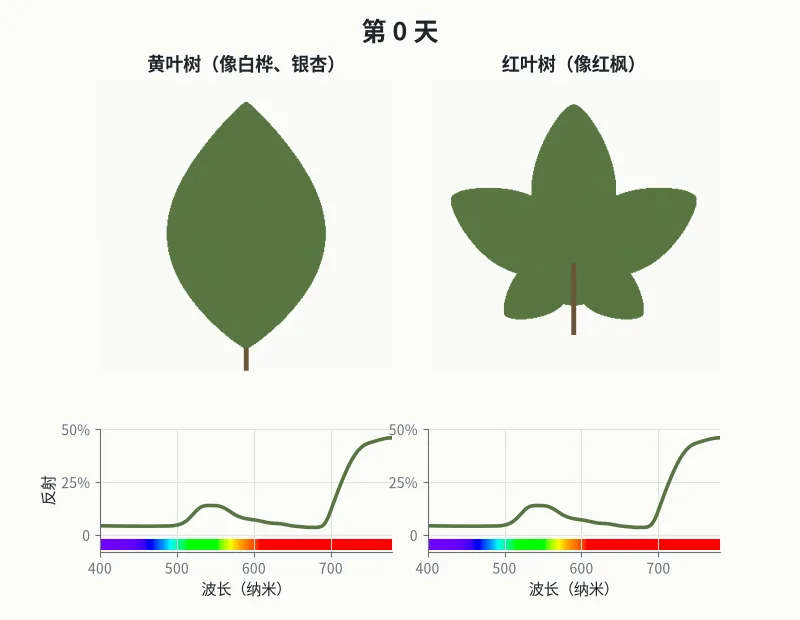 两片叶子四十天里的变化（模拟，示意）。下面的曲线是这一天叶子反射回来的光。