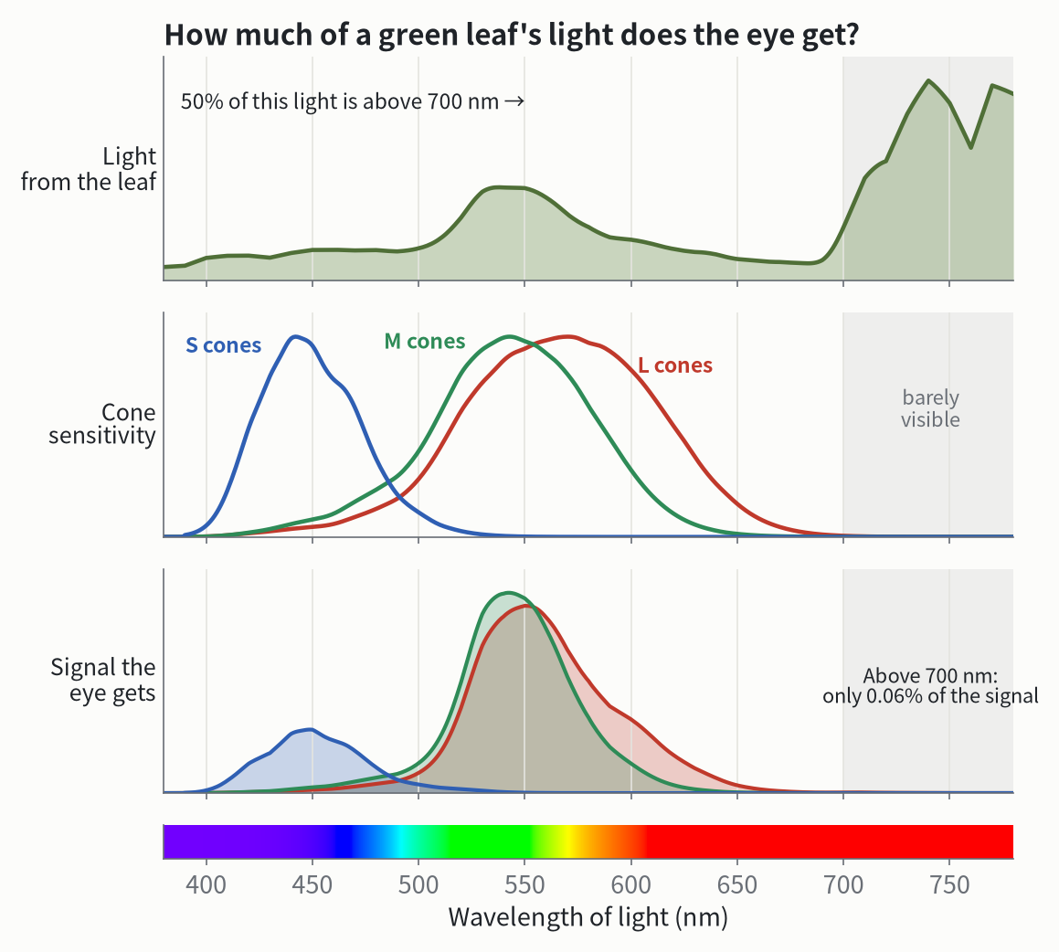 Top: the light a green leaf reflects in daylight. Middle: how sensitive each kind of cone is at each wavelength. Bottom: the two multiplied together, which is the signal the eye actually gets.