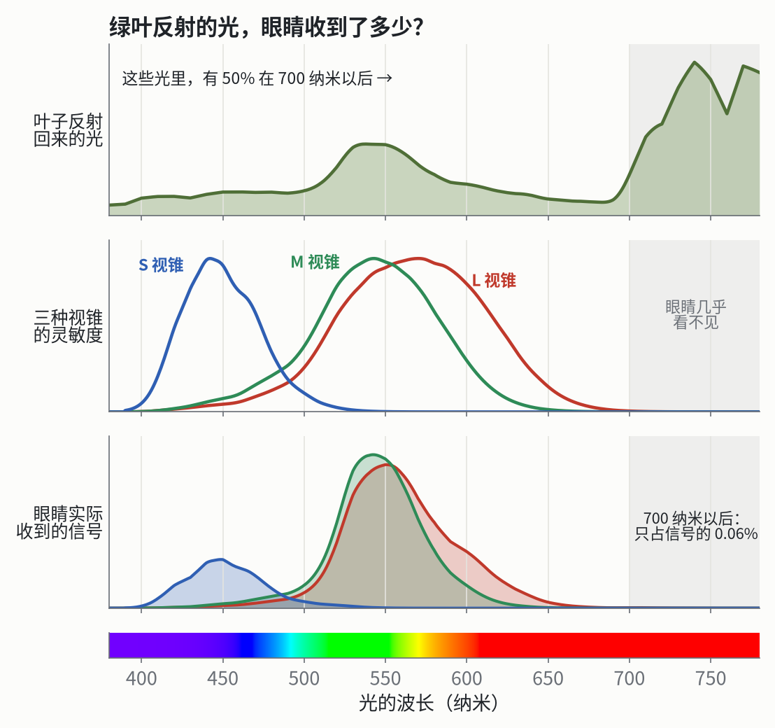 上：绿叶在日光下反射回来的光。中：三种视锥对每种波长的灵敏度。下：两者相乘，就是眼睛实际收到的信号。